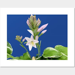 Hosta in Bloom Posters and Art